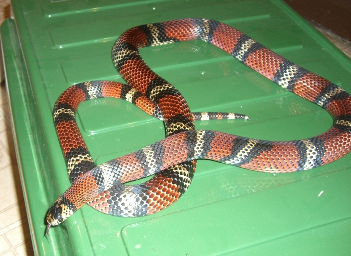 Adult Andean