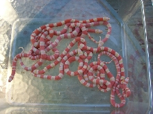 2011 albino clutch 1