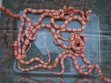 2011 albino clutch 2
