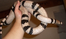 huge anery in hand