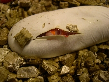 albino peek