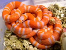 awesome albino close-up