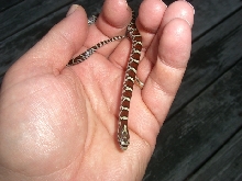 baby eastern 2011 hand