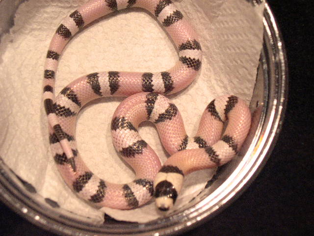 ghostfemale#1(bettershot)