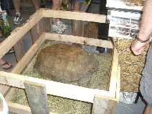 boxed up turtle