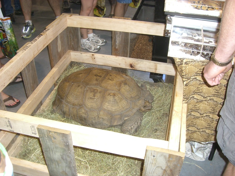 boxed up turtle