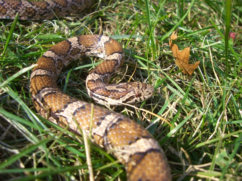 close-up head shot eastern