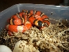 het and albino