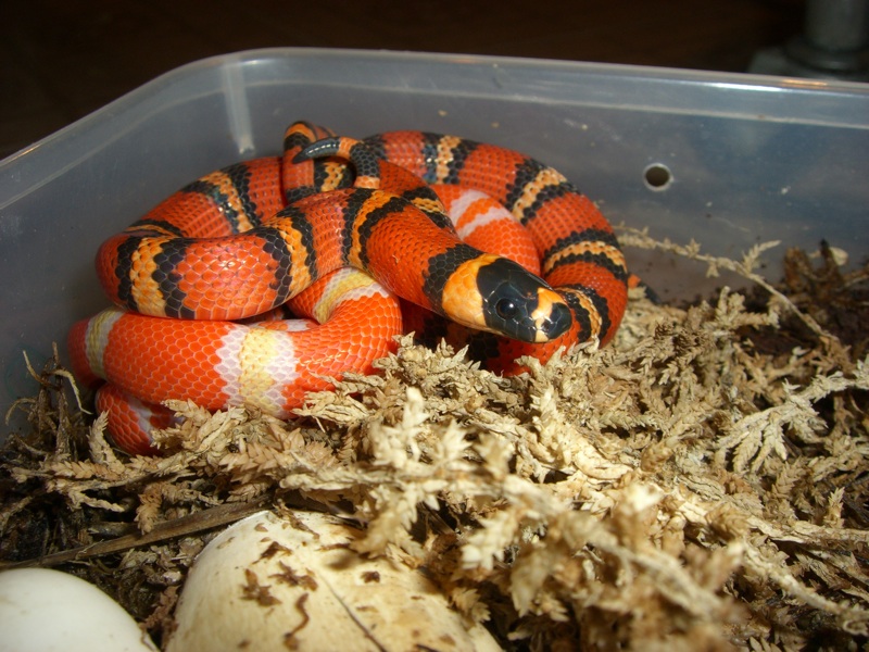 het and albino