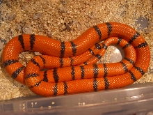 '03 hypo honduran female from Randy W.