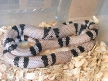 02' male anery het hypo honduran breeder