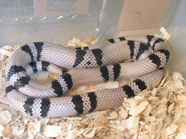 02' male anery het hypo honduran breeder