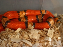'02 female tri-color hypo het anery honduran