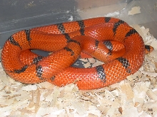 female falcon hypo honduran
