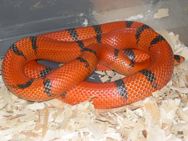 female falcon hypo honduran