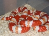 male tangerine albino honduran breeder