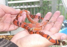 keeper hypo