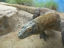 komodo dragon