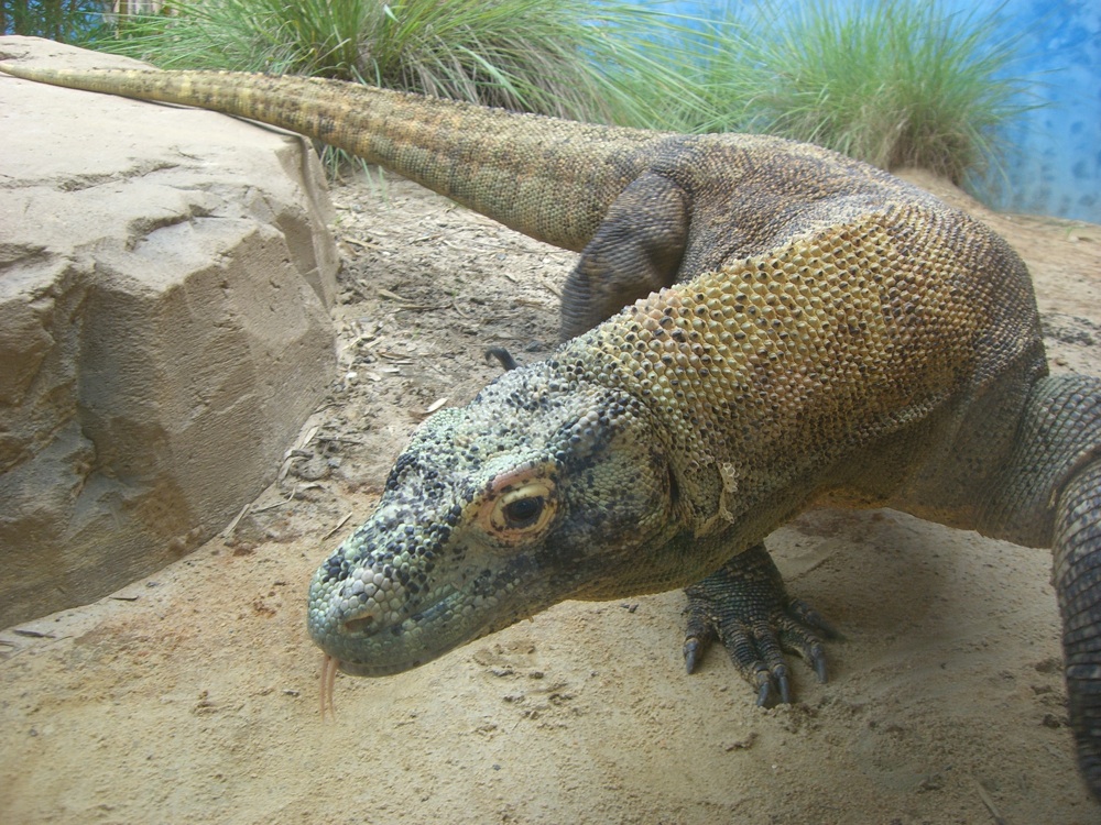 komodo dragon