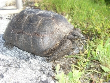 gopher tort