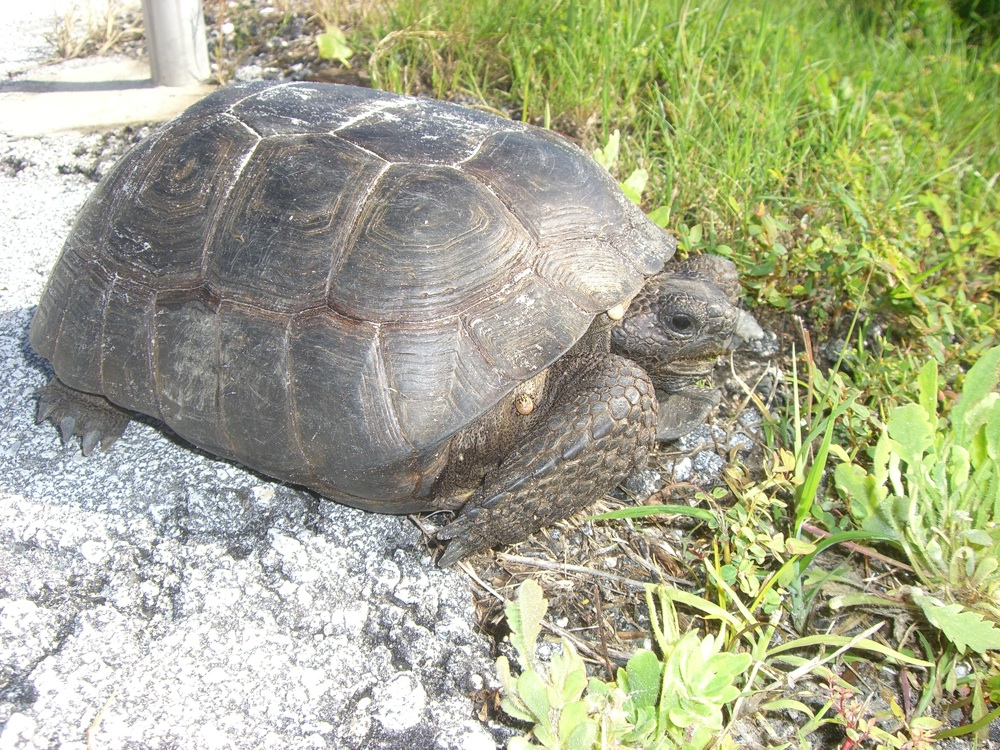 gopher tort