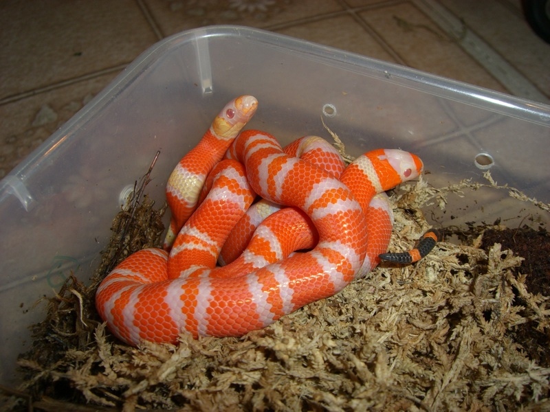 nice tang. albinos