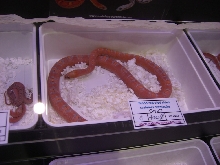 scaleless corn