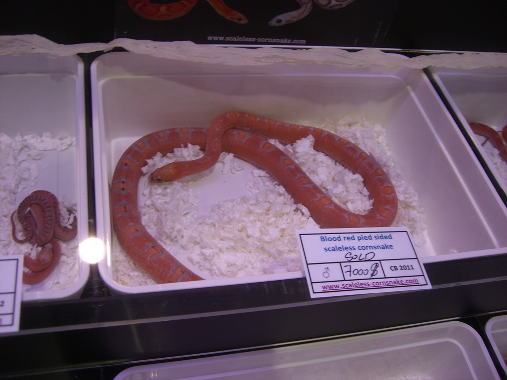 scaleless corn