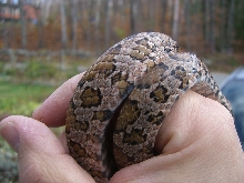 eastern side body