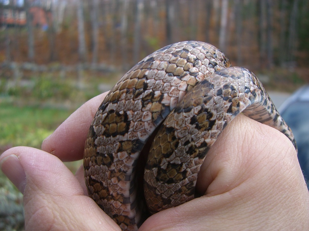 eastern side body