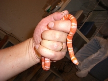 tang. albino in hand