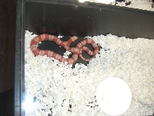 Two-headed
