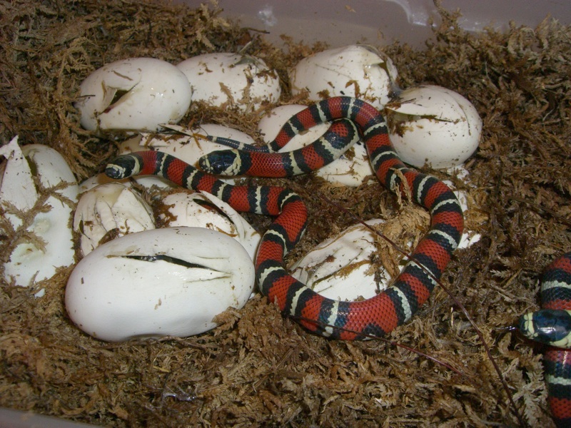 two new black milk hatchlings