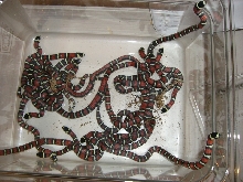 whole clutch of black milks