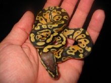 pastel baby 2