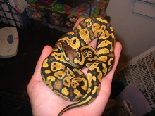 '04 Pastel Male