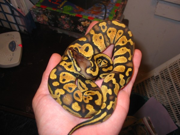 '04 Pastel Male