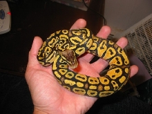 '04 Female Pastel