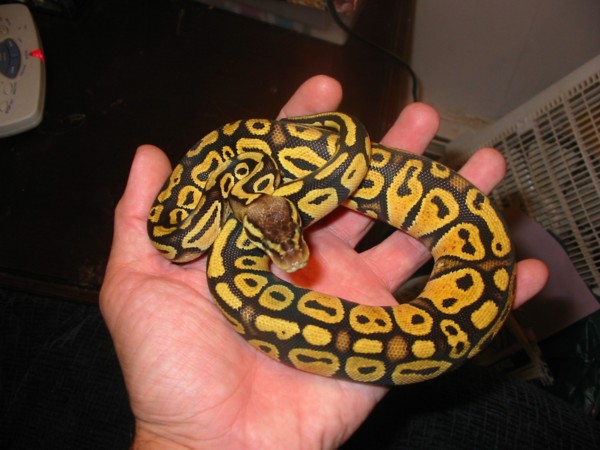 '04 Female Pastel