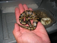 hyper baby 2