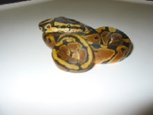 Jungle Woma '07 #3