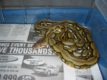 Male Tiger Het Calico