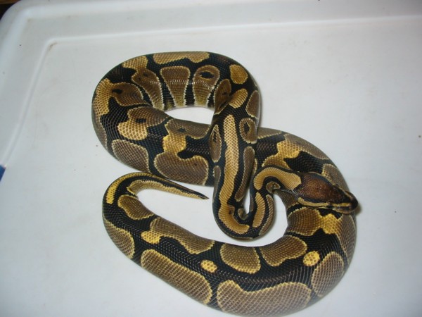 '04 "Tiger" Het Hypermelanistic female