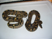 '04 "Tiger" Het Hypermelanistic pair