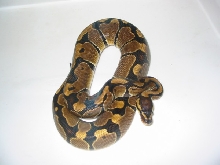 '04 "Tiger" Het Hypermelanistic male
