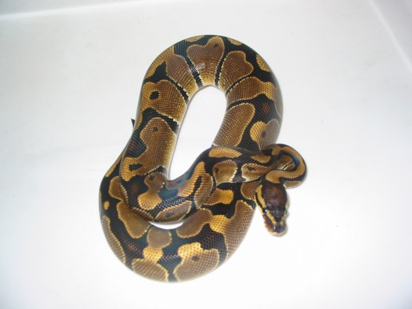 '04 "Tiger" Het Hypermelanistic male
