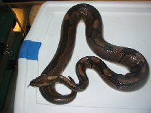 Adult male Hypermelanistic "Super Tiger"