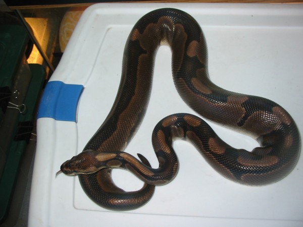 Adult male Hypermelanistic "Super Tiger"