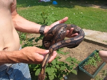 Adult male Hypermelanistic "Super Tiger"  outside pic