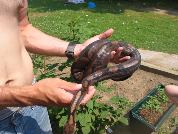 Adult male Hypermelanistic "Super Tiger"  outside pic